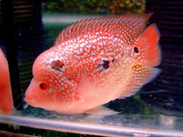 Cara Ternak Ikan Louhan 2019