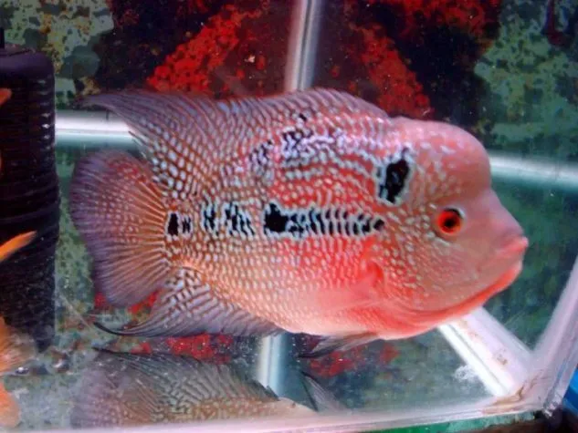 Cara Ternak Ikan Louhan Terbaik