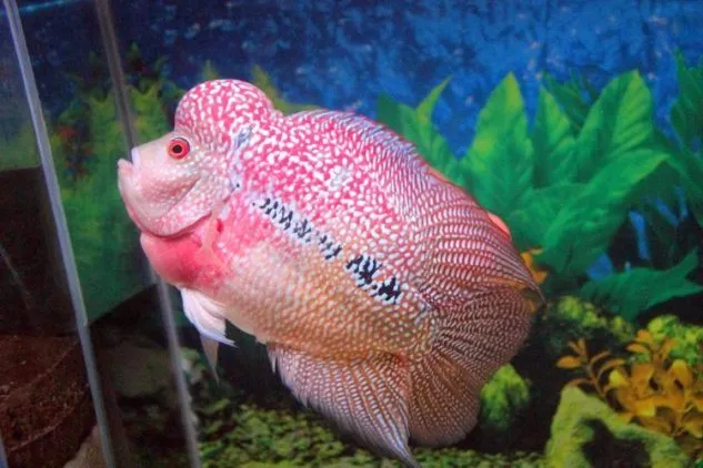 Cara Mudah Ternak Ikan Louhan