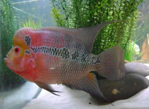Ternak Ikan Louhan