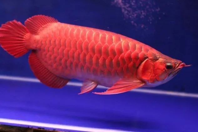 Gambar Ikan Arwana Gambar Kepala Arwana