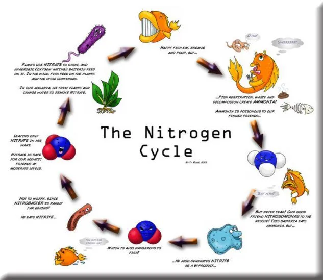 Gambar Siklus Nitrogen