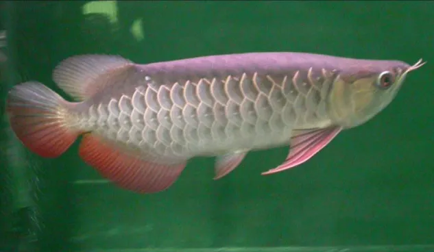 Foto Sirip Ikan Gambar Sirip Ikan