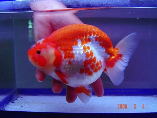 Ikan Koki