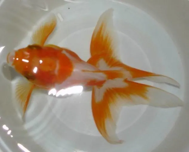 Ikan Mas Koki