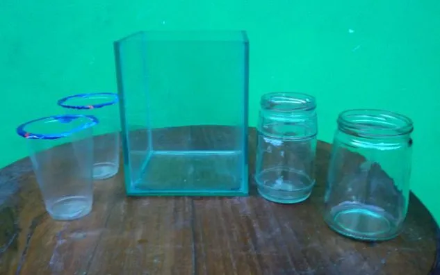 Budidaya Ikan Cupang