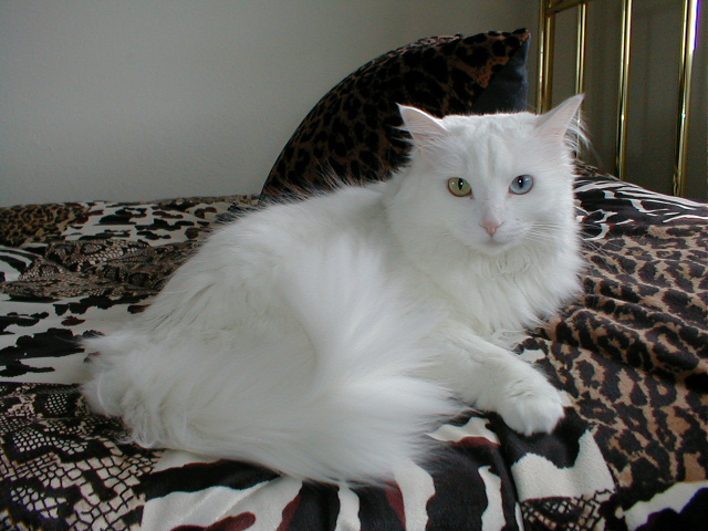 Gambar Kucing Anggora Lucu Warna Putih