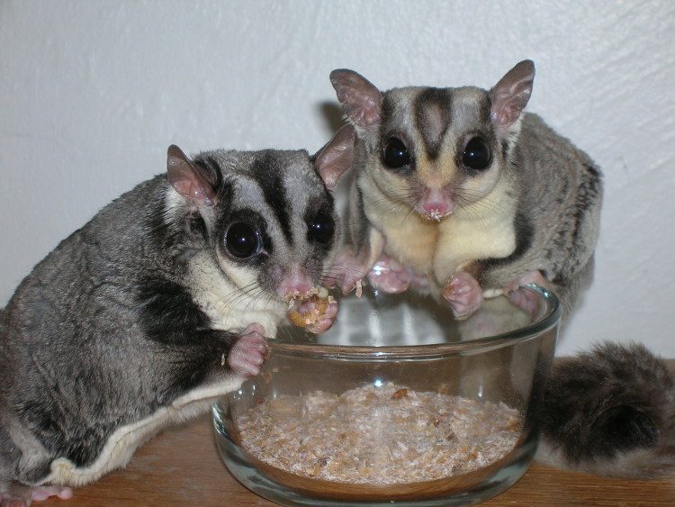 Bingung Merawat Sugar Glider Inilah Cara Merawat Sugar Glider Ragam Informasi