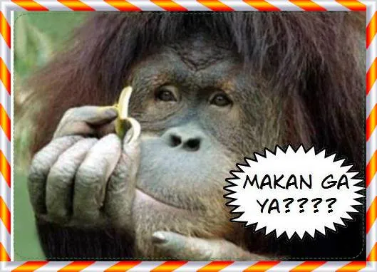 gambar monyet lucu makan pisang